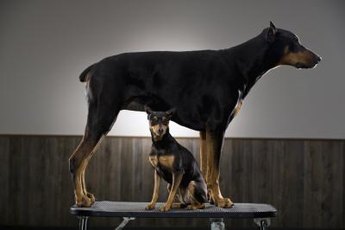 Miniature pinschers have smaller bodies but not necessarily smaller attitudes than standard Doberman pinschers.