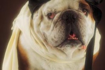 Dry eyes are a common problem in bulldogs.