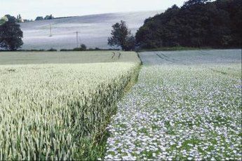 Flax, the source of flaxseed and its multiple health benefits, grows worldwide.
