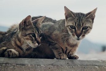 A neutered cat is less likely to be aggressive toward a newcomer.