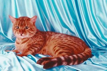 Domestic Bengal cats trace their ancestry to Asian leopard cats.