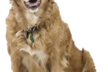 When dogs focus upward, they sit down to steady themselves.