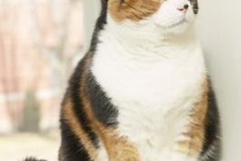 Don't expect a rush of liquid as your cat goes into labor.