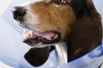 No color can possibly make your pup feel better about wearing an e-collar.