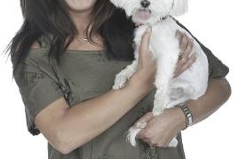Feeding your bichon the right foods can help him live a long, healthy life with you.