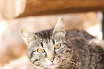 Boiled chicken is safe for cats, so long as the cut does not contain bones.
