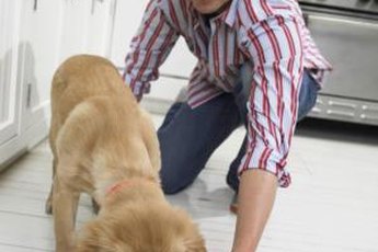 Some puppies dig right in, while others play with their food before eating.