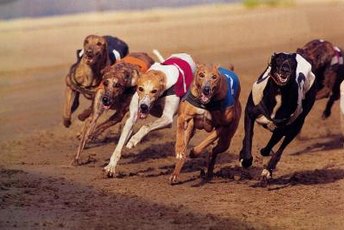 Greyhounds love to run, but running too hard could cause exertional rhabdomyolysis.