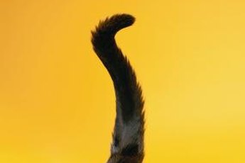 A cat's tail can speak volumes about her current mood.