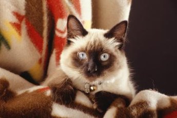 Balinese and Javanese cats are long-haired descendants of the Siamese.