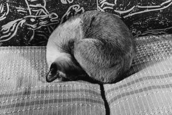 Exhaustion is a common sign of feline kidney disease.