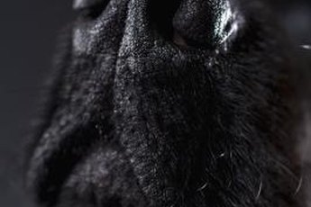 Curly-coated retrievers are known for their long whiskers.