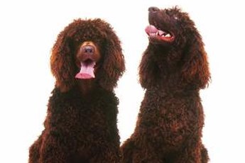 If these chocolate poodles are constantly itching, find the reason.