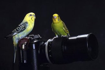 Companionship could ease your parakeet's aggressive behaviors.
