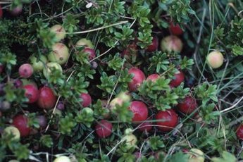 Some naturopaths use cranberries to treat urinary tract infections in dogs and cats.