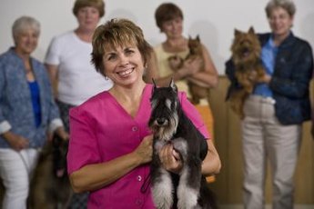 Although schnauzers are born to bark, they are highly trainable and can be taught to limit their barking.