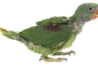 Feather plucking has numerous causes and can cause permanent feather damage.