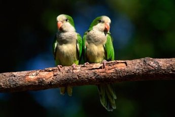 Quaker parrots are also known as monk parakeets.