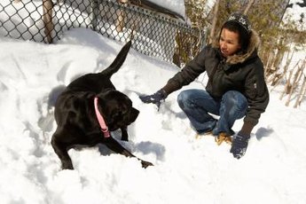 Your dog may love to frolic in the snow, but make sure to limit his exposure to dangerously cold temperatures.