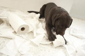 Avoid puppy activities like this by using a puppy playpen and appropriate toys.