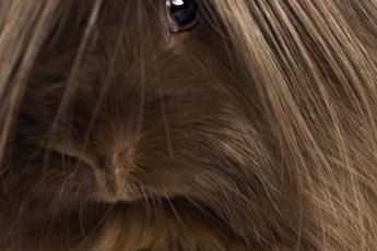 Introducing your dog to a guinea pig requires care and patience.