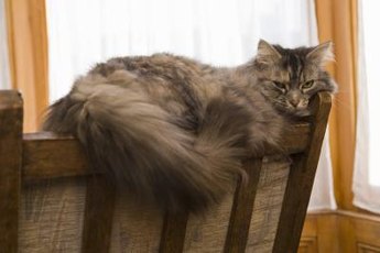 Female cats, called queens, are able to have kittens their entire life.