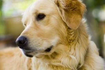 Even senior dogs can be housetrained.