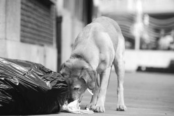 Trash may be tasty, but it can also be dangerous to your beloved pup.