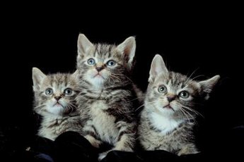 Shedding in kittens usually indicates the appearance of the adult coat.