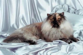 Himalayans need special grooming throughout their lifespan.
