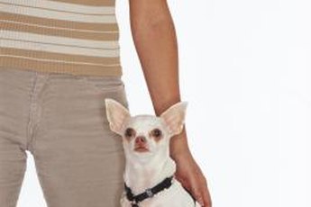 With proper training, Chihuahuas can be calm, well-behaved dogs.