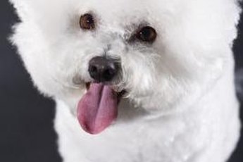 Bichons may be predisposed to kidney problems.