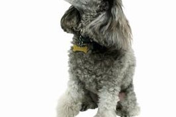 Staining around the eyes is particularly common in poodles.