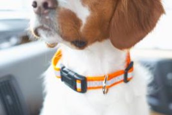 ID tags slide onto the round ring on a dog collar.