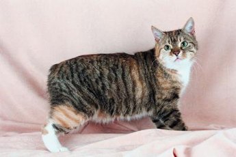 Purebreds like the Manx may be more likely to engage in fetch behavior.