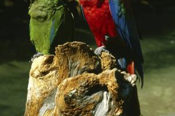 Smart and inquisitive, parrots are great companions when handled properly.