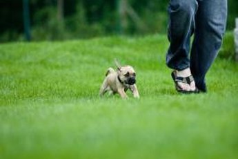 Teaching your pup some boundaries will maximize the fun.