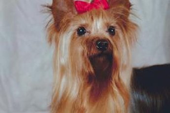 The traditional long Yorkie cut can be difficult to manage.