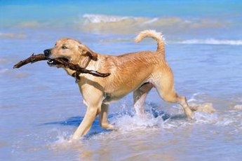 Wear your dog out with exercise before you leave him home alone for a long time.