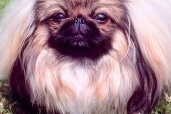 In China, Pekingese were considered signs of positive fortune.