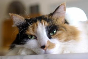 Valium makes me slur my purr.