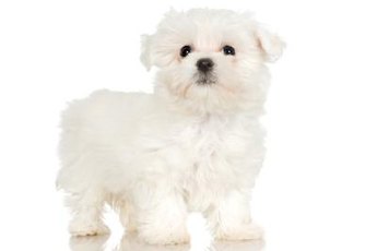 A puppy cut looks just as adorable on an adult Maltese as on a puppy.