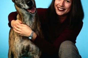 Graceful greyhounds can be great pals, but their health isn't always the best.