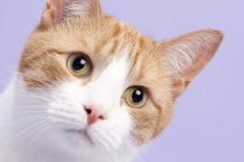 Kitty's eyes can come in colors ranging from orange to blue.