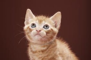 No matter how adorable the begging, never feed raw meat to your sweet cat.
