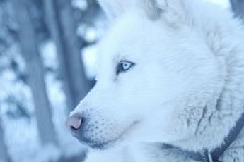 Bred for the arctic, Siberian huskies can live almost anywhere, but need special consideration when elderly.