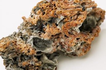 Live rock helps control nitrate and other ammonia compounds.
