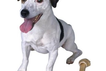 Jack Russell terriers are known picky eaters.