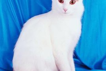 The Turkish Van is a bigger cat than the Turkish Angora.