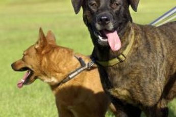Two or more dogs can easily coexist in the same household with a little training and a lot of exercise and socialization.